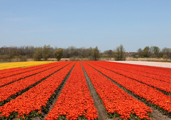 Fields of blooming tulips near Lisse in the Netherlands