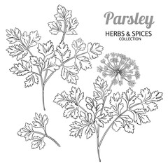 Parsley Branch with Flowers and Leaves Outline Illustration. Organic natural nutritional healthy food ingredient, vegetarian diet product. Vector isolated for design or decoration.