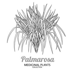 Palmarosa Plant Outline Illustration. Essential oil ingredient for cosmetics, spa, aromatherapy, health care, alternative medicine. Vector isolated for design or decoration.