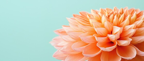 Petal edges aligning in a balanced minimalist macro shot, emphasizing natural harmony, flora focus, macro simplicity