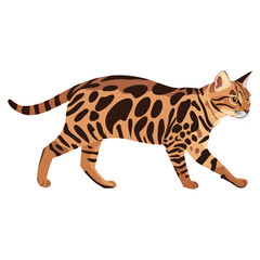 Bengal Cat cat illustration walking vector