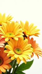 A vibrant collection of yellow and orange daisy flower heads isolated on white,  petals,  bloom