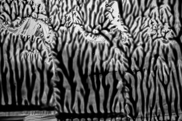 Black and white texture abstract background paint, shapes of branches or cracks on the surface to...