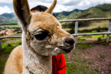 Lamas alpacas in Peru area. Fauna of Soth America. 