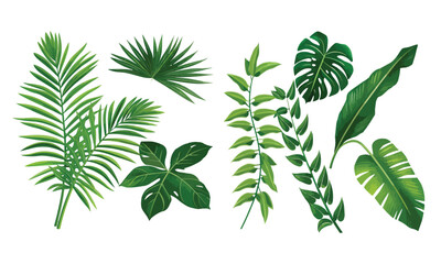 Set of vector illustrators of leaves of tropical various plants