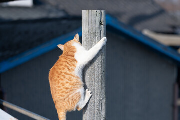 木に登って遊ぶ可愛い野良猫