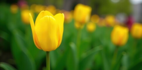 Fototapeta premium A vibrant yellow tulip blooming in a garden surrounded by green leaves, plant, plants