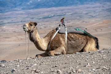 Camel resting on rocky terrain in Agafay desert, Morocco, under clear blue sky during day