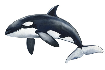 watercolor killer whale orca isolated on white, black white marine animal, powerful ocean mammal wildlife illustration