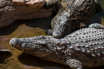 Groups of crocodiles relax and sunbathe on rocky terrain by the water in Morocco.