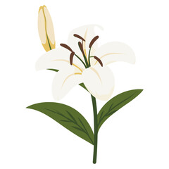 Fototapeta premium White lilly flower illustration plant lily vector
