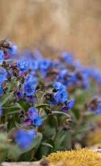 Lush pulmonaria in a warm glow, forming a dreamlike background design with soft blue hues, celebrating serenity, growth, and the rich beauty of seasonal renewal.