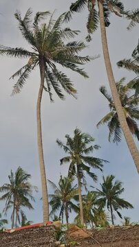 Palm Tree Views 
