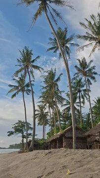 Palm Tree Views 