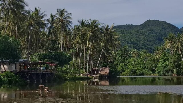 Palm Trees and Jungle Foothills