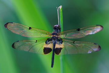 A Yellow-striped Flutterer, Rhyothemis phyllis, standing on a blade of grass.