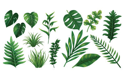 Set of vector illustrators of leaves of tropical various plants