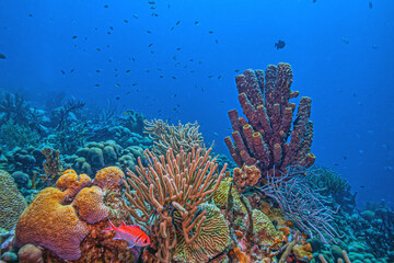 Caribbean coral garden, Bonaire