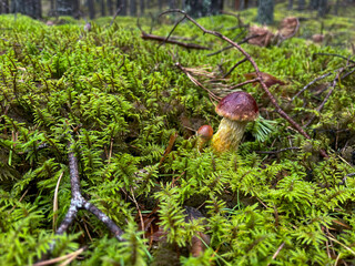 A closeup image of mushrooms flourishing on a vibrant, lush mossy floor located in a tranquil,...