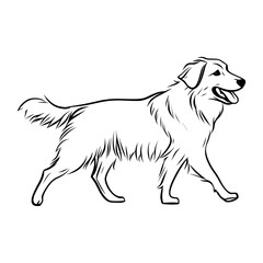 Fototapeta premium Australian shepherd dog drawing art canine vector