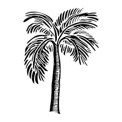 Obraz premium Palm tree drawing art white vector