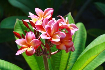 Fototapeta premium Fleur de Polynésie