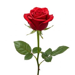 Naklejka premium single red rose