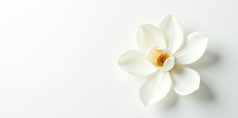 Naklejka premium Beautiful white magnolia flower with delicate petals and a soft yellow center, isolated on a clean white background, yellow center, flower