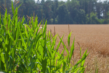 Obraz premium Maisfeld (Zea mays subsp. mays) , Niedersachsen, Deutschland