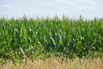 Maisfeld (Zea mays subsp. mays) , Niedersachsen, Deutschland