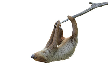Cute two-toed sloth hanging on tree branch isolated on transparent background png file	