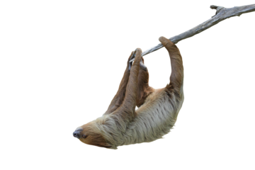 Cute two-toed sloth hanging on tree branch isolated on transparent background png file	