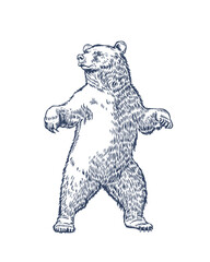 Brown bear standing on its hind legs. Hand-drawn vector illustration in engraving style