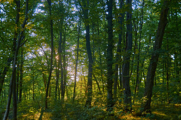 beautiful fresh nature in Ukraine