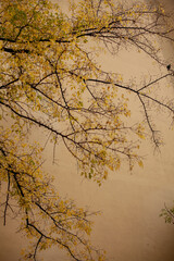 buildings on the streets of the town of Subbotica in Serbia