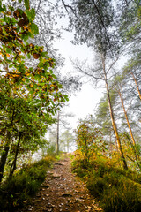 Fototapeta premium Hiking trail through the forest at Hahnfels near Erfweiler in the Palatinate region with the surrounding natural landscape at the red sandstone cliffs. 
