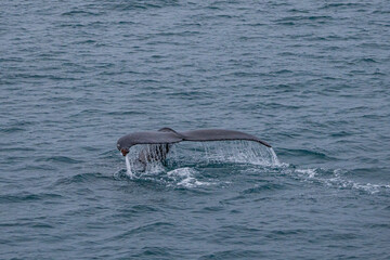 Obraz premium a wild humpback whale in a bay near Reykjavik, Iceland.