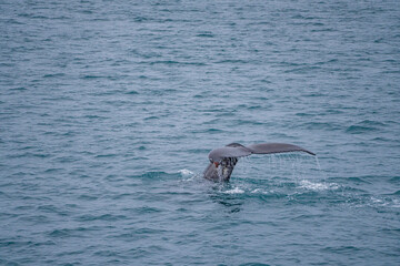 a wild humpback whale in a bay near Reykjavik, Iceland.