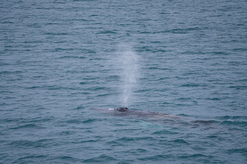 Naklejka premium a wild humpback whale in a bay near Reykjavik, Iceland.
