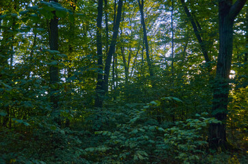 beautiful fresh nature in Ukraine