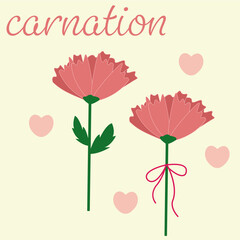 카네이션