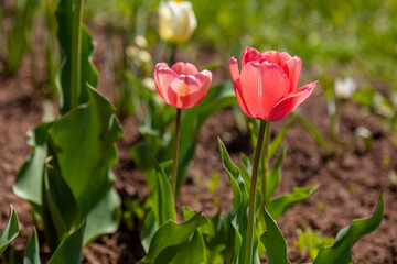 Two pink tulips in the rays of the spring sun