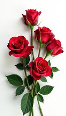 Beautiful red roses flowers bouquet on a white background,  anniversary,  love