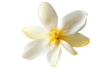 Champaca Blossom: Yellow Floral Plant Isolated on White Background