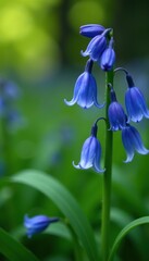 Bluebell flowers with drooping bell shaped blooms and slender leaves in a natural setting,  beauty,  blooms