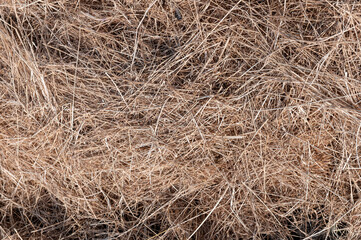 General stock - gardening. ..Straw placed on an allotment bed to amongst other things protect the plants beneath from frost. ..spring, voorjaar, allotment, moestuin, garden