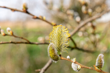 General stock - gardening. ..Spring catkin or ament spikes on a tree. ..spring, voorjaar, allotment, moestuin, garden, pollonation,