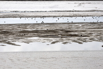 Fototapeta premium sea bottom in low tide