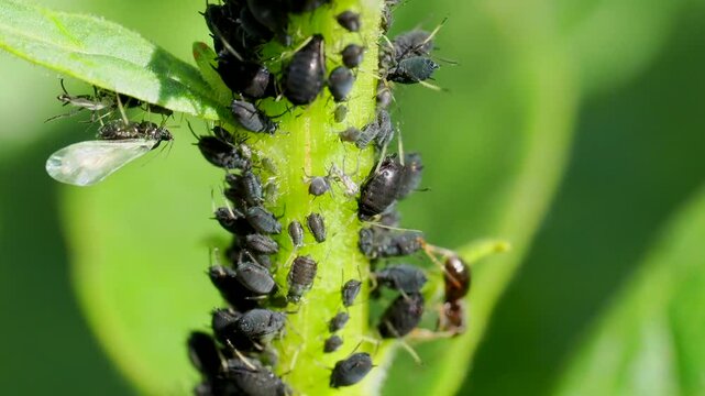 Macro view of Black garden ants walking on a plant covered with Black bean aphid insects