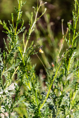 Colias croceus pertenece a la familia Pieridae.